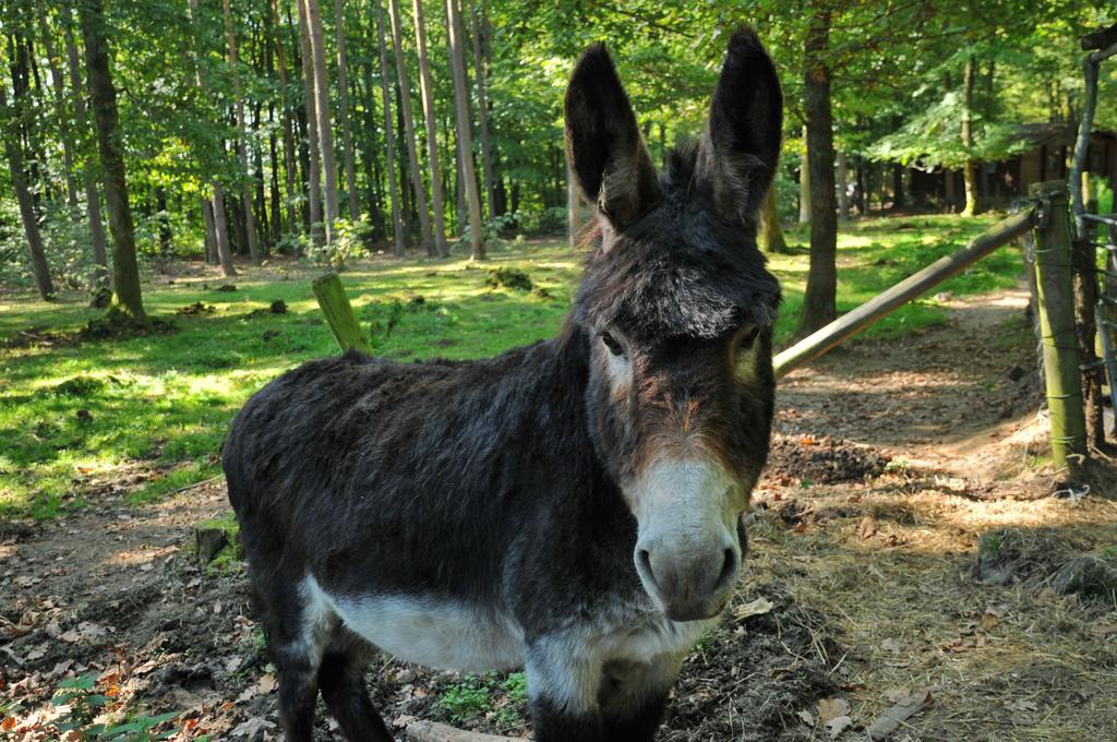 Village De Vacances D'Oignies Zewnętrze zdjęcie