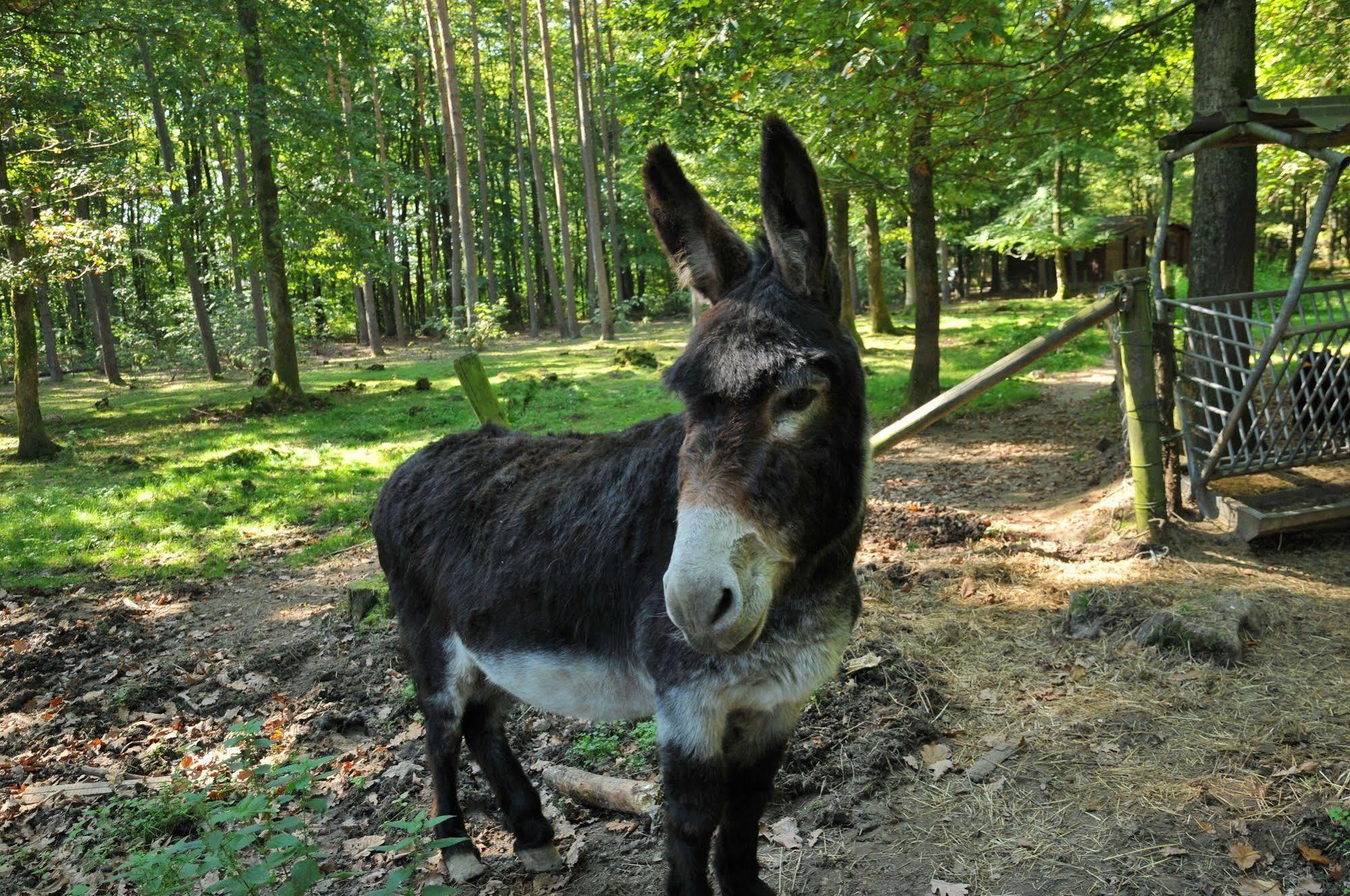 Village De Vacances D'Oignies Zewnętrze zdjęcie